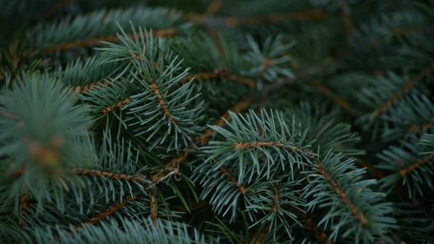 RMF Extra: Masz na choince taką "szyszkę"? Uważaj! Wkrótce wyklują się z niej setki owadów 