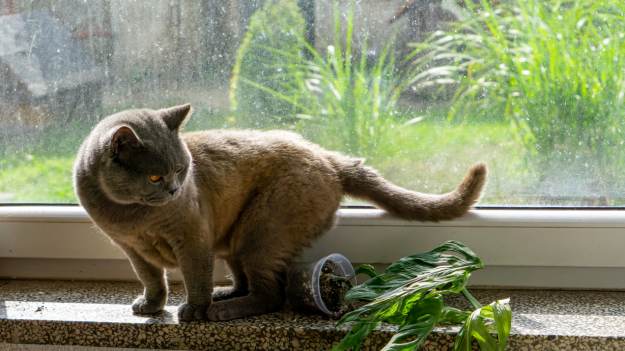 RMF Extra: Twój kot ciągle zrzuca twoje rzeczy? Sprawdź, co naprawdę nim kieruje!