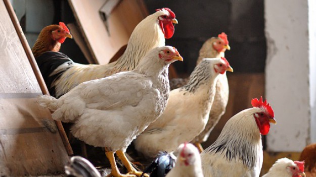 RMF Extra: W schronisku na adopcję czekała... kura! Jadzia szukała nowego domu