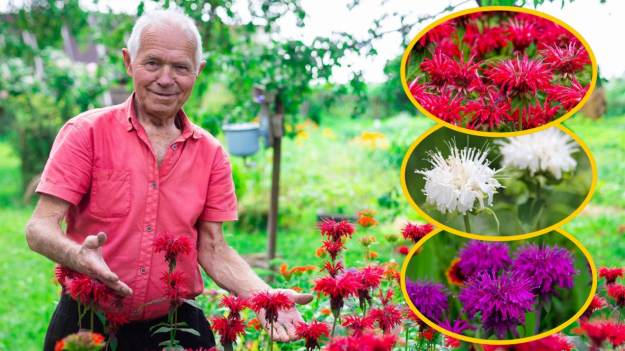 RMF Extra: Co sadzić w ogrodzie, żeby nie było kleszczy? Oto najlepsza roślina. Jest wieloletnia i pięknie kwitnie
