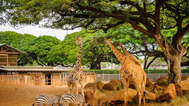 RMF Extra: Dramatyczna sytuacja w niemieckim zoo. "Oddamy zwierzęta do uboju, żeby nakarmić nimi inne"