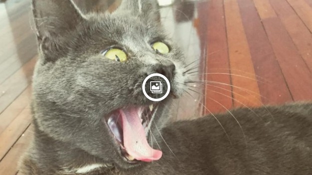 RMF Extra: Wiecznie zdziwiony kociak podbija serca internautów