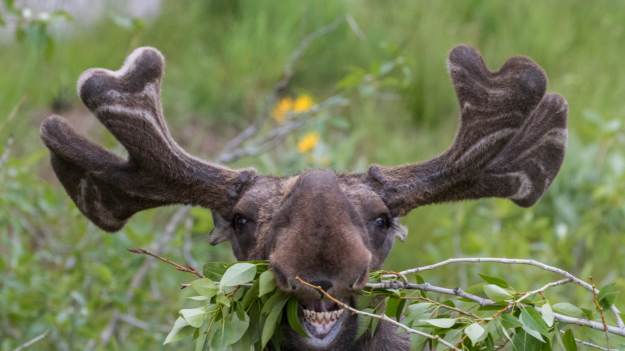 RMF Extra: Małe łosie to najsłodsze zwierzęta na świecie? Nagranie łoszaków z fotopułapki rozczuliło internautów [WIDEO]