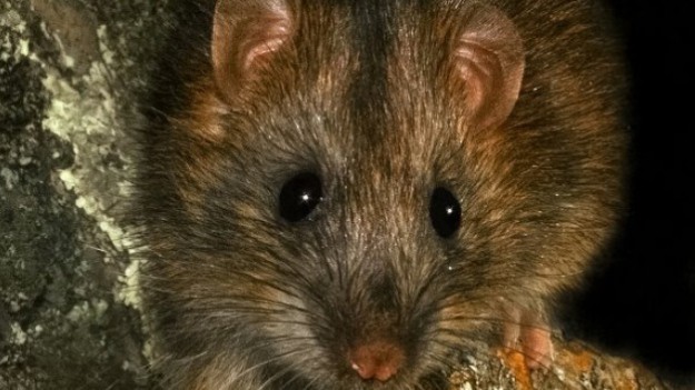 RMF Extra: Szczury odgryzły jej głowę: tragedia w Łopienniku Podleśnym