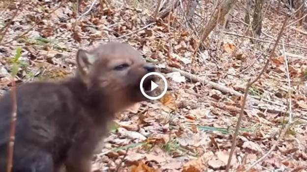 RMF Extra: Jak "śpiewają" wilki? Niezwykłe nagranie wilczej muzyki trafiło do sieci [WIDEO]