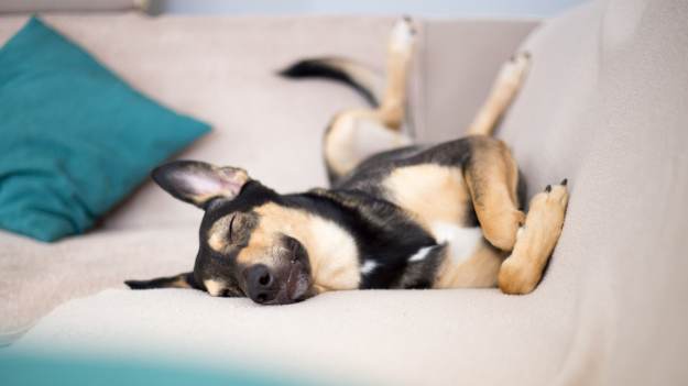RMF Extra: Co oznacza pozycja, w której śpi twój pies? Eksperci tłumaczą zachowania pupili 