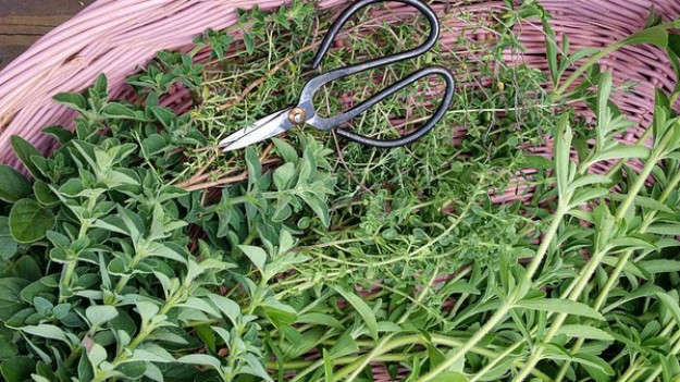 RMF Extra: Te rośliny odstraszą komary!