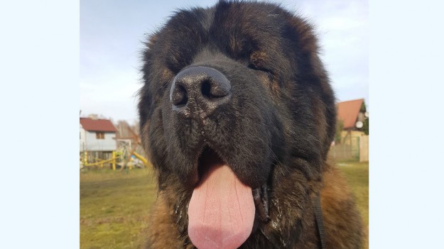 RMF Extra: Całe życie w klatce. W męczarniach spędził część życia 