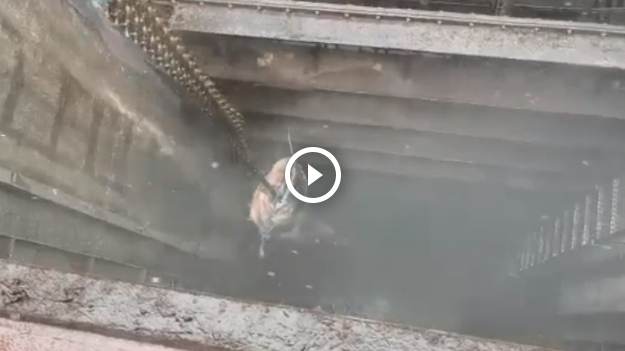 RMF Extra: Monstrualny sum utknął w kanalizacji. By go usunąć, potrzebny był dźwig... [WIDEO]