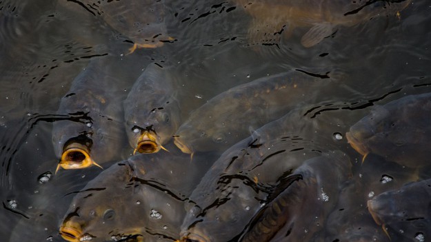 RMF Extra: Problemy z żywym karpiem przed Świętami. Nie będzie dostępny w marketach największych sieci