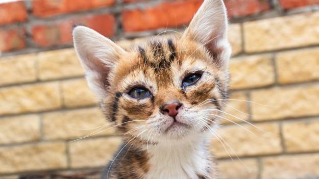 RMF Extra: Kociątko utknęło w rurze spustowej. Po trzech dniach udało się je uratować [WIDEO]