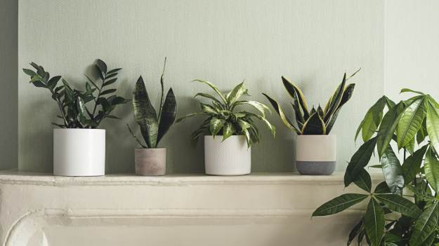 RMF Extra: Rośliny idealne do ciemnego pokoju. Brak słońca im niestraszny