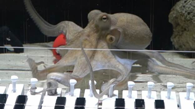 RMF Extra: Ośmiornica gra na pianinie! Szwedzki muzyk uczy morskiego geniusza