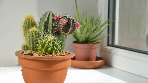 RMF Extra: Jak często podlewać kaktusy? Dzięki tej zasadzie mogą przetrwać lata