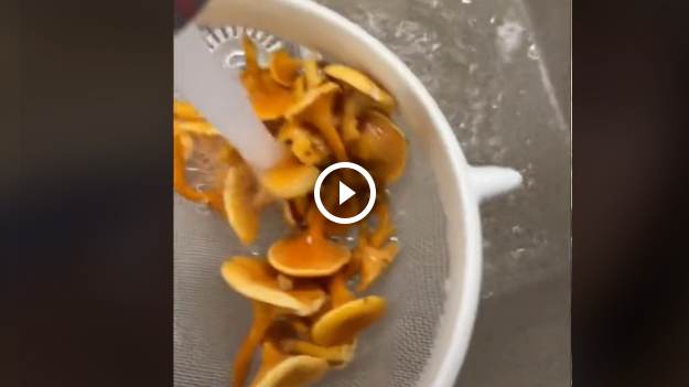 RMF Extra: Tiktokerka zrobiła jajecznicę z niejadalnych grzybów i ją zjadła. "Zamiast kurek Hanusia nazbierała trujących lisówek"