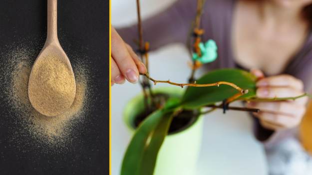 RMF Extra: Twoje storczyki marnieją? Wsyp to do doniczki, by pędy wystrzeliły w rekordowym tempie