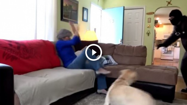 RMF Extra: Sprawdzono jak reagują psy w sytuacji napadu na dom. Jak myślicie, czy obroniły swoich właścicieli?