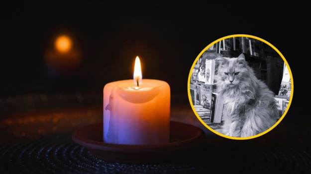 RMF Extra: Kot Cezar „odszedł za tęczowy most”. Tłumy przychodziły do księgarni, by go zobaczyć