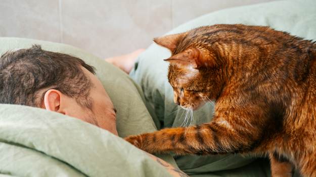 RMF Extra:  Dlaczego kot budzi cię w środku nocy? Powody mogą zaskoczyć!  