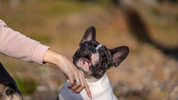 RMF Extra: Pies przeszedł "lifting twarzy". Powód zaskakuje 