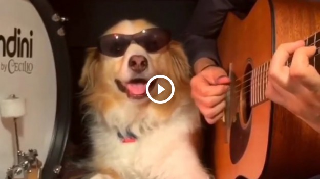 RMF Extra: Oto Maple! Pies, który gra na bębnach lepiej niż Lars Ulrich