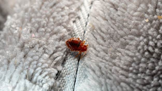 RMF Extra: Przypadkowe odkrycie naukowców. To tego najbardziej boją się pluskwy  