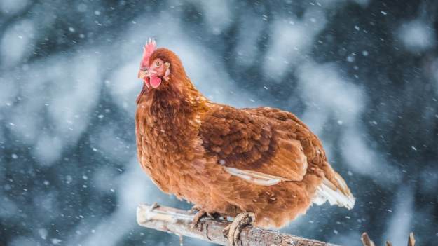 RMF Extra: To nagranie stało się hitem sieci! "Wstajesz po imprezie, a pod prysznicem masz kurę" [WIDEO]