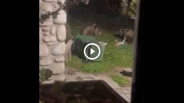 RMF Extra: Niedźwiedzie na Krzeptówkach w Zakopanem! "Mieszkańcy muszą uważać na niespodziewanych gości" [WIDEO]