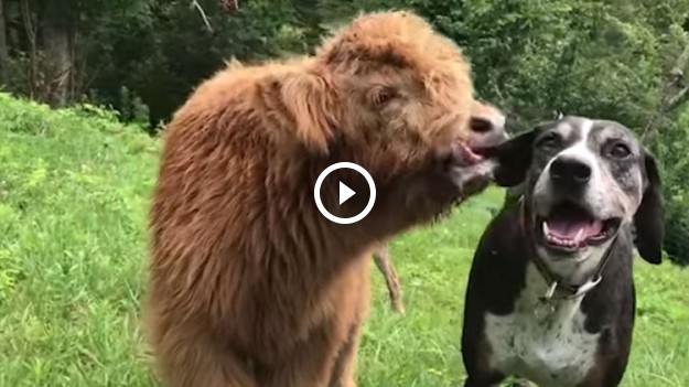 RMF Extra: Mały byczek myśli, że jest… psem!