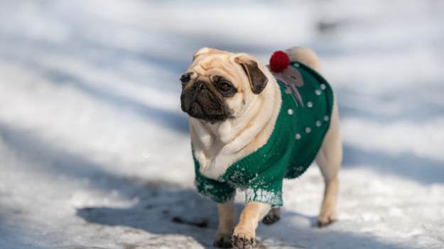 RMF Extra: Zimą właściciele psów kupują to na potęgę. Weterynarz ostrzega: „jak najszybciej przestańcie”