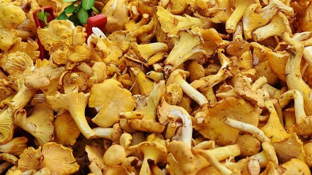 RMF Extra: Sezon na grzyby trwa: 50 kg grzybów w 3 godziny!