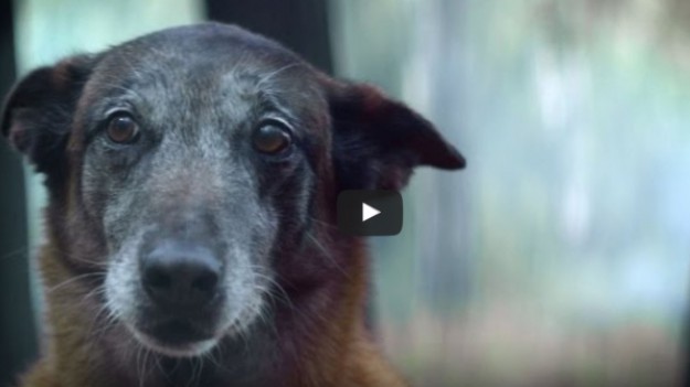 RMF Extra: Bądź dobry dla swojego psa! Odwdzięczy się! 