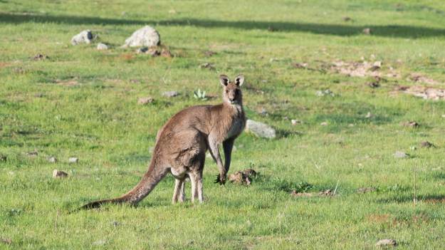 RMF Extra: Kangur zaatakował 77-latka. Mężczyzny nie udało się uratować