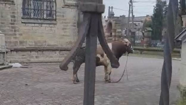 RMF Extra: Policyjny pościg za bykiem w Ciężkowicach. "Czegoś takiego nie grali" [WIDEO]