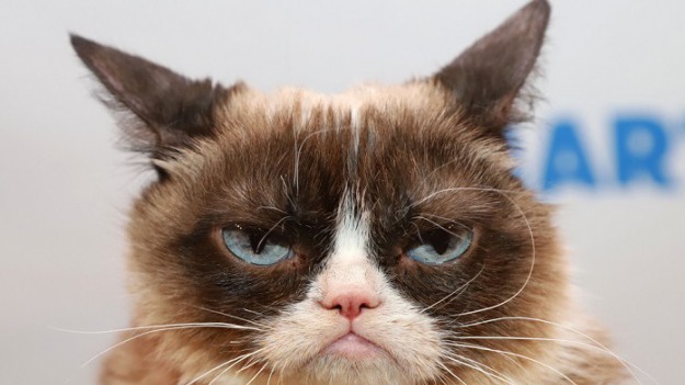RMF Extra: Grumpy Cat ma godnego następcę? Poznajcie Kota Louisa!