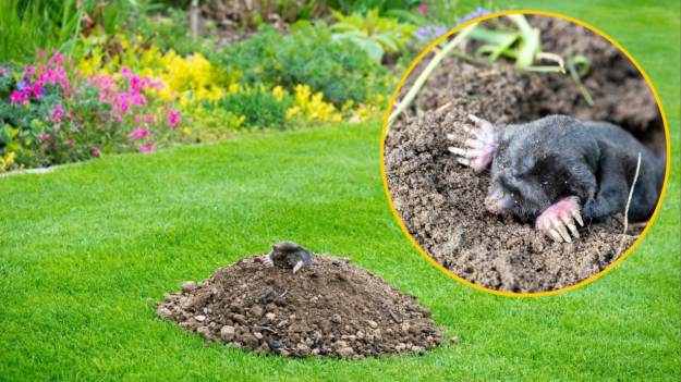 Nieświadomie zapraszasz krety do ogrodu!..