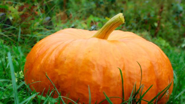 RMF Extra: Stany Zjednoczone: mężczyzna przepłynął 38 mil w wydrążonej dyni. Pobił rekord Guinnessa [ZDJĘCIA]