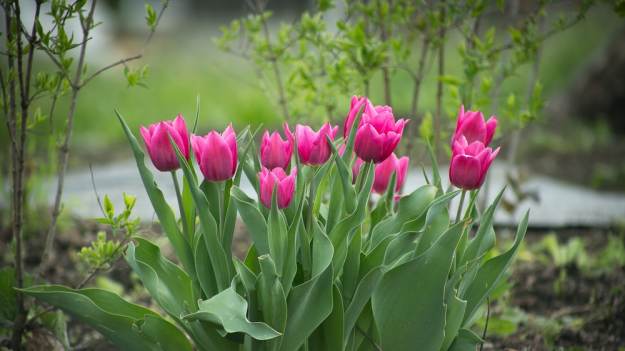 RMF Extra: 5 powodów, dlaczego twoje tulipany nie kwitną. Oto co zrobiłeś źle!