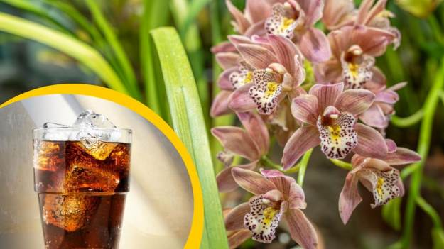 RMF Extra: Domowy nawóz z Coli do storczyków uratował moje kwiaty! Kwitną jak szalone