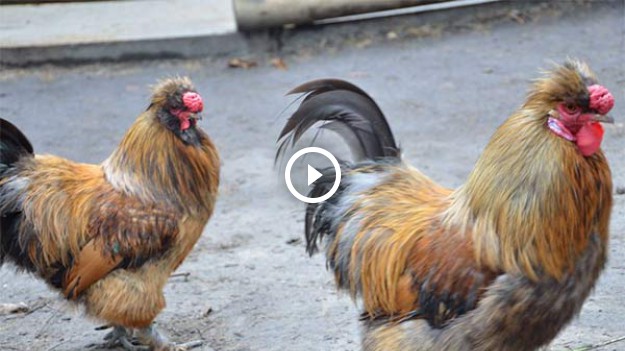 RMF Extra: Wielkanoc tuż tuż! Oto kury w roli głównej i ich hity