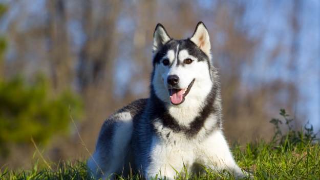 RMF Extra: Pies uratował całą okolicę. Dzięki niemu nie doszło do potężnej eksplozji 