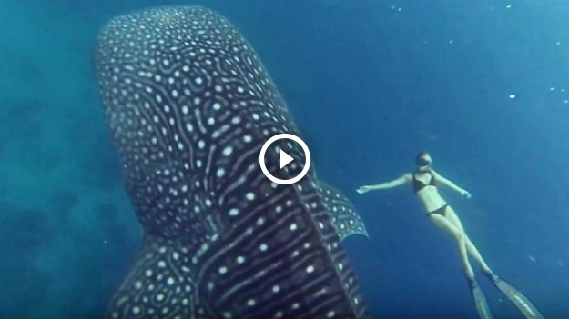 RMF Extra: Największy rekin na świecie nagrany kamerą GoPro!