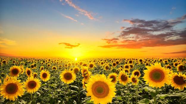 RMF Extra: W tajemnicy przed żoną zasiał ponad milion słoneczników. Powód wyciska łzy [WIDEO]