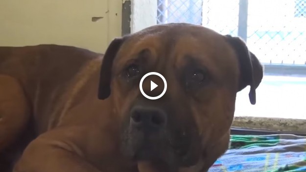 RMF Extra: Pies porzucony w schronisku. Co może czuć? [WIDEO]