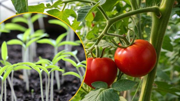 Wsyp pół łyżki do wody i podlej sadzonki..