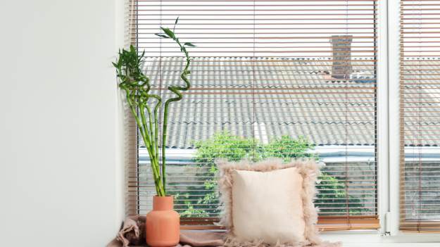 RMF Extra: Dawniej robiła furorę, a teraz wiele osób o niej zapomniało. Ta roślina ma przynosić szczęście i dobrobyt