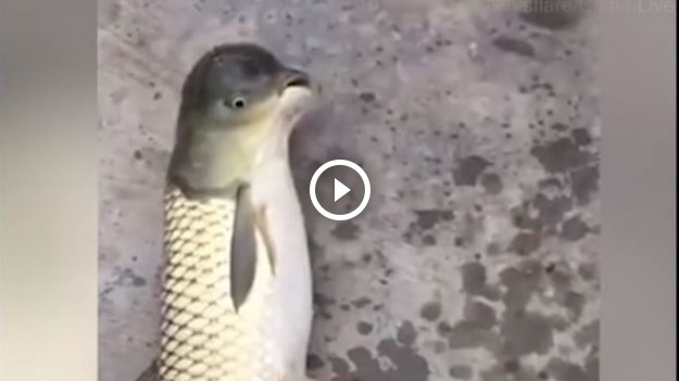 RMF Extra: Ryba z głową, która przypomina ptasią. Chińska ryba konsternuje internautów