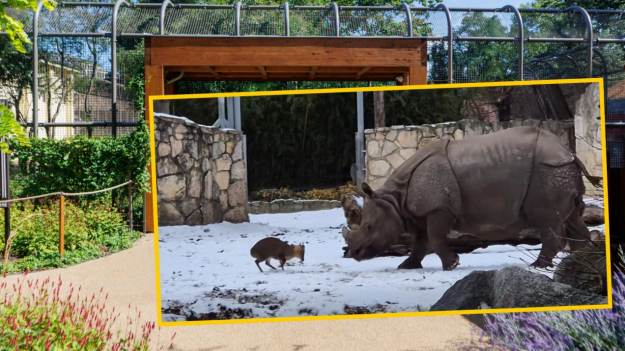 RMF Extra: Niezwykłe starcie we wrocławskim zoo. Nagranie hitem internetu