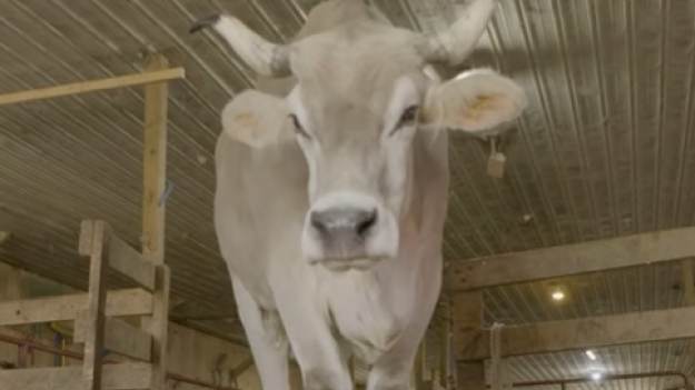 RMF Extra: Jest największym wołem na świecie. Ile pożywienia zjada dziennie? Nie uwierzycie! [WIDEO] 