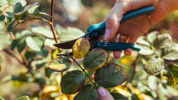 RMF Extra: Listopad to kluczowy moment dla róż! Jeden prosty zabieg uchroni kwiaty przed czarną plamistością